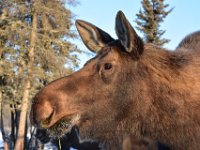 27 Décembre (141)  L'orignal est le plus grand de la famille des cervidés. Il mesure environ 1m80 au garrot et pèse de 300 à 600kg, soit le gabarit d'un gros cheval de trait.